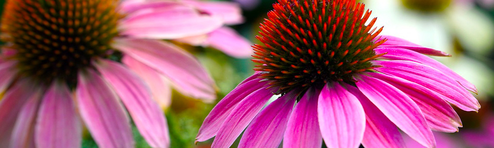 Echinacea pro podporu imunity